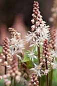 TIARELLA SPRING SYMPHONY