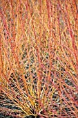 CORNUS SANGUINEA MIDWINTER FIRE