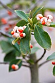 EUONYMUS NANUS VAR TURKESTANICUS