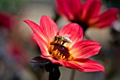 APIS MELLIFERA HONEY BEE FEEDING ON DAHLIA HAPPY SINGLE FLAME