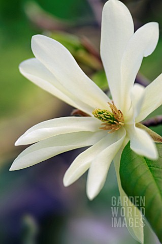 MAGNOLIA_GOLD_STAR