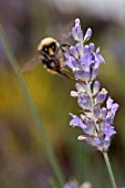 BOMBUS PASCUORUM FEEDING ON LAVANDULA