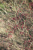 CRATAEGUS LAEVIGATA BERRIES