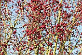 CRATAEGUS LAEVIGATA BERRIES