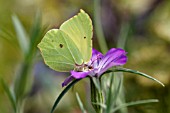 GONEPTERYX RHAMNI BRIMSTONE BUTTERFLY FEEDING ON CORN COCKLE