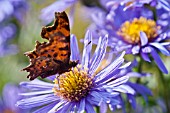 POLYGONIA C-ALBUM FEEDING ON ASTER FLOWER