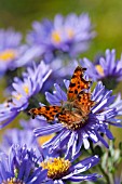 POLYGONIA C-ALBUM FEEDING ON ASTER FLOWER