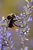 BOMBUS LAPIDARIUS FEEDING ON LAVENDER FLOWER