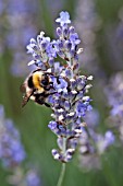 BOMBUS LUCORUM FEEDING ON LAVENDER FLOWER