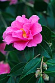 CAMELLIA JAPONICA X RETICULATA BRIAN