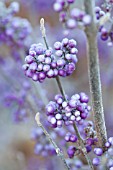 CALLICARPA BODINIERI VAR GIRALDII PROFUSION