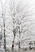 HOAR FROST ON HEDGEROW