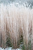 STIPA GIGANTEA