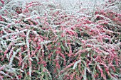 BERBERIS X CARMINEA BARBAROSSA