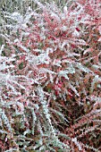 BERBERIS X CARMINEA BARBAROSSA