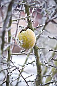 CHAENOMELES CATHAYENSIS