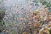 ROSA RUGOSA FROSTED