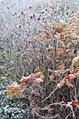 ROSA RUGOSA FROSTED