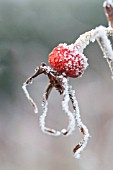 ROSA RUGOSA FROSTED