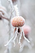 ROSA RUGOSA FROSTED