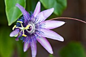 PASSIFLORA CAERULA VICTORIA