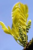 GLEDITSIA TRIACANTHOS SUNBURST HONEY LOCUST,  SPRING FOLIAGE