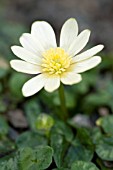 RANUNCULUS FICARIA RANDALLS WHITE