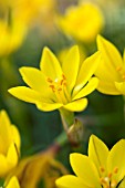 IPHEION SELLOWIANUM