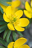 ERANTHIS HYEMALIS GUINEA GOLD