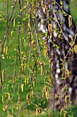 BETULA PENDULA,  SILVER BIRCH CATKINS