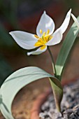 TULIPA BIFLORA