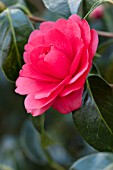 CAMELLIA JAPONICA ANNA M PAGE