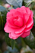 CAMELLIA JAPONICA ANNA M PAGE