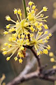 CORNUS OFFICINALIS
