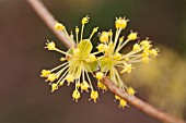 CORNUS OFFICINALIS