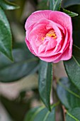 CAMELLIA X WILLIAMSII DONATION