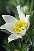 PULSATILLA VULGARIS F. ALBA,  PASQUE FLOWER