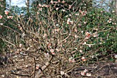 EDGEWORTHIA CHRYSANTHA RED DRAGON