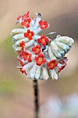 EDGEWORTHIA CHRYSANTHA RED DRAGON