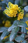 MAHONIA X WAGNERI PINNACLE