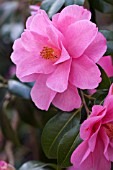 CAMELLIA RETICULATA BRIAN