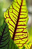 RUMEX SANGUINEUS VAR. SANGUINEUS,  RED VEINED DOCK