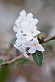 DAPHNE BHOLUA ALBA