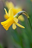 NARCISSUS TETE A TETE