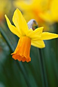 NARCISSUS JETFIRE