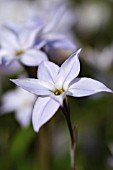 IPHEION UNIFLORUM,  WISLEY BLUE