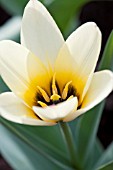 TULIPA KAUFMANNIANA