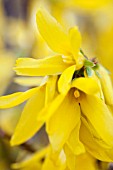 FORSYTHIA X INTERMEDIA