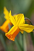 NARCISSUS JETFIRE