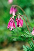 DICENTRA FORMOSA SUBSP. OREGONA